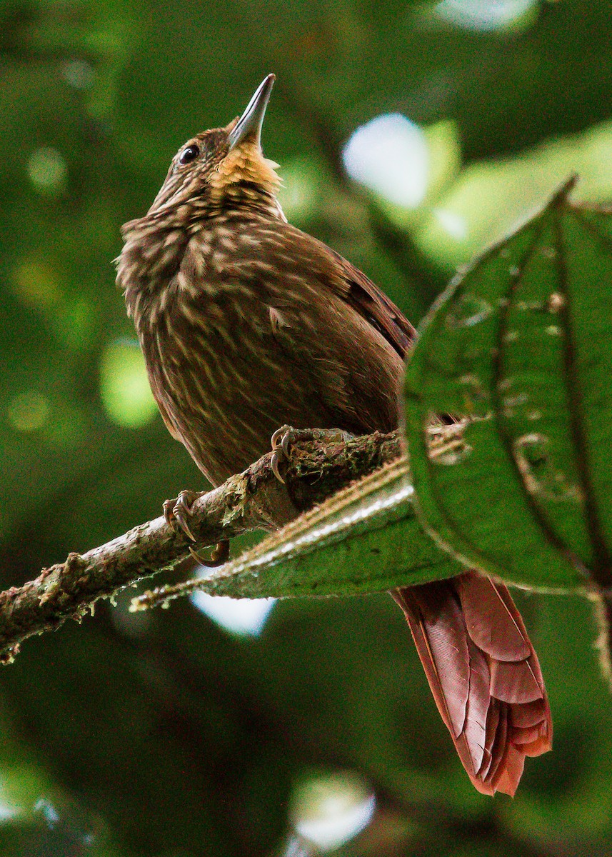 Lineated Foliage-gleaner - David Monroy Rengifo