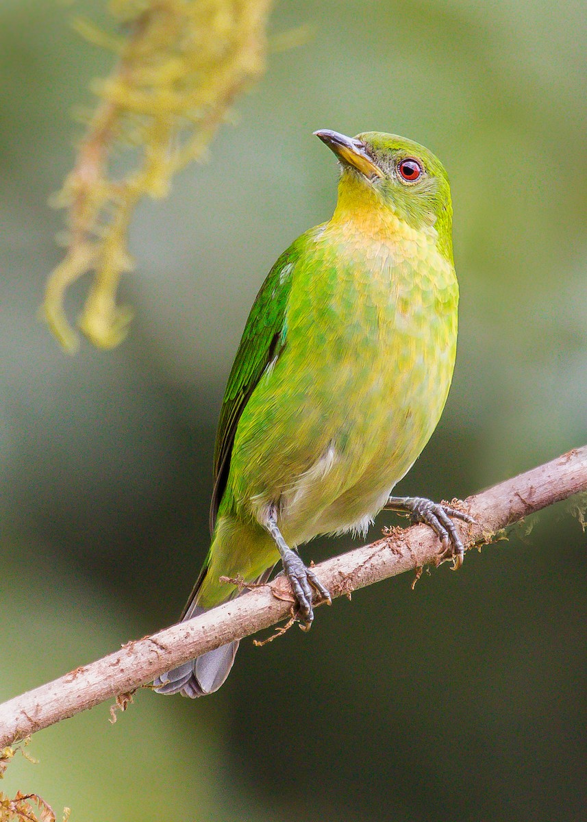 Green Honeycreeper - ML199409661