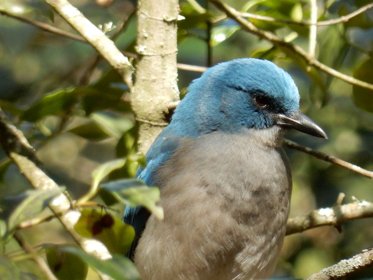 Mexican Jay - ML199410021