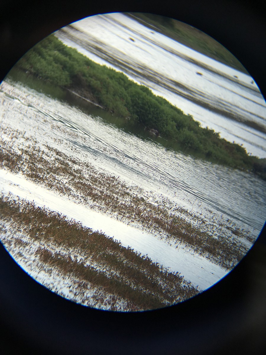 Andean Duck - ML199410481