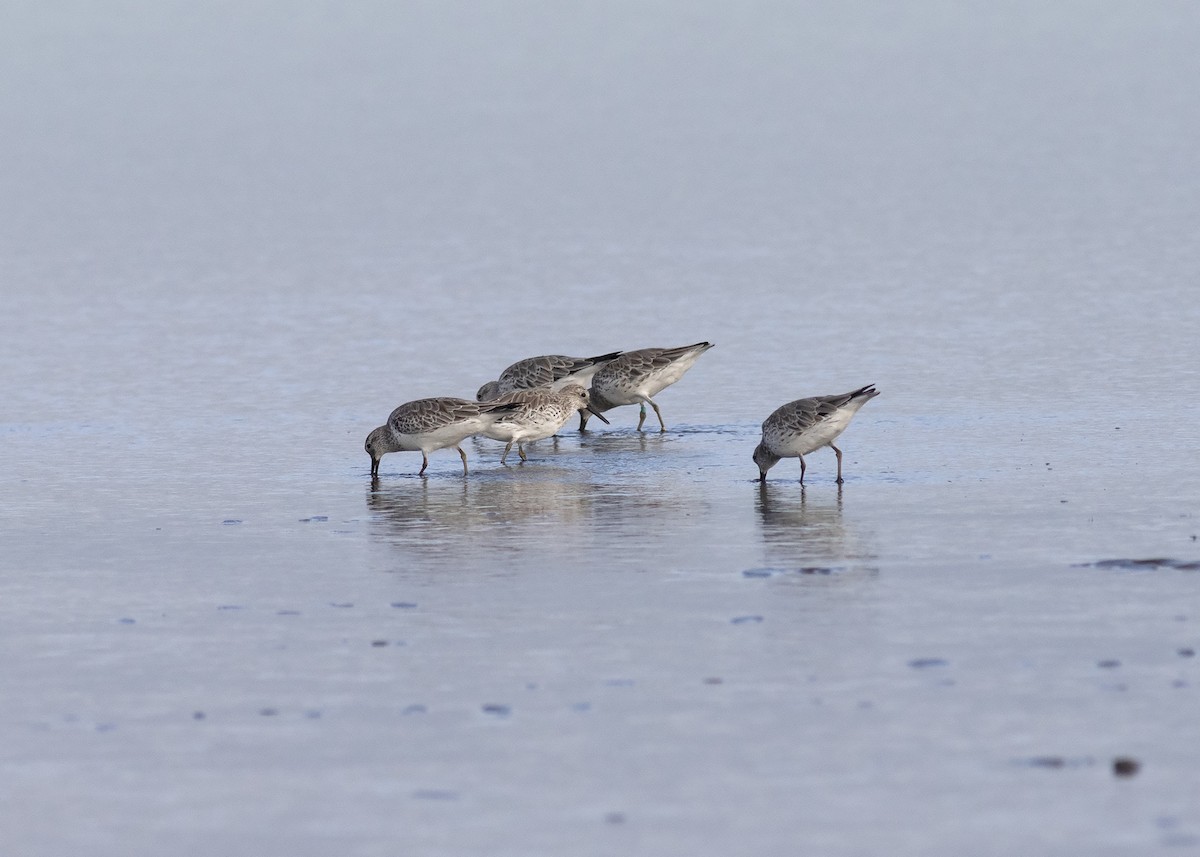 Great Knot - ML199412021