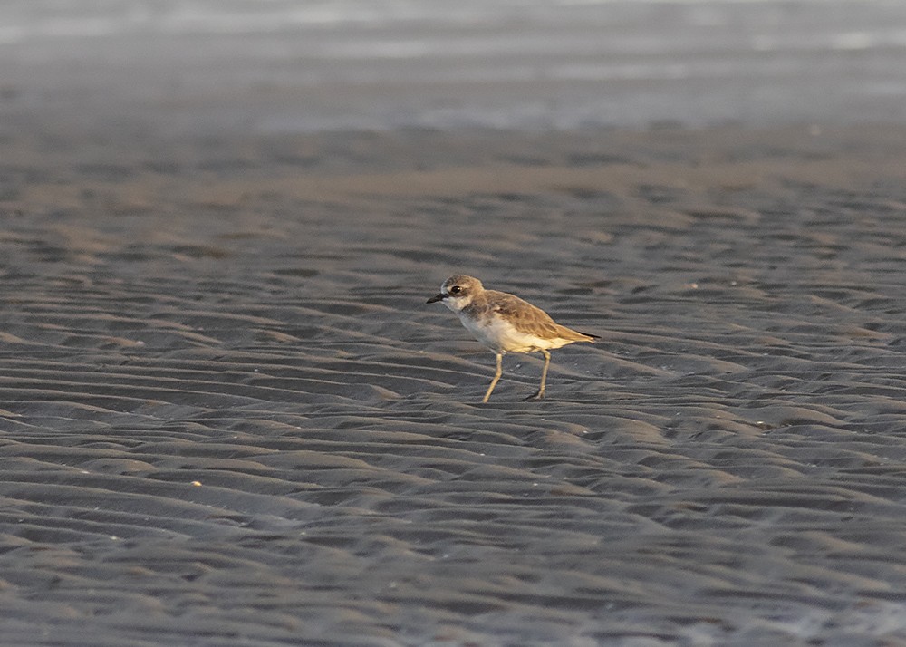 Siberian Sand-Plover - ML199412221