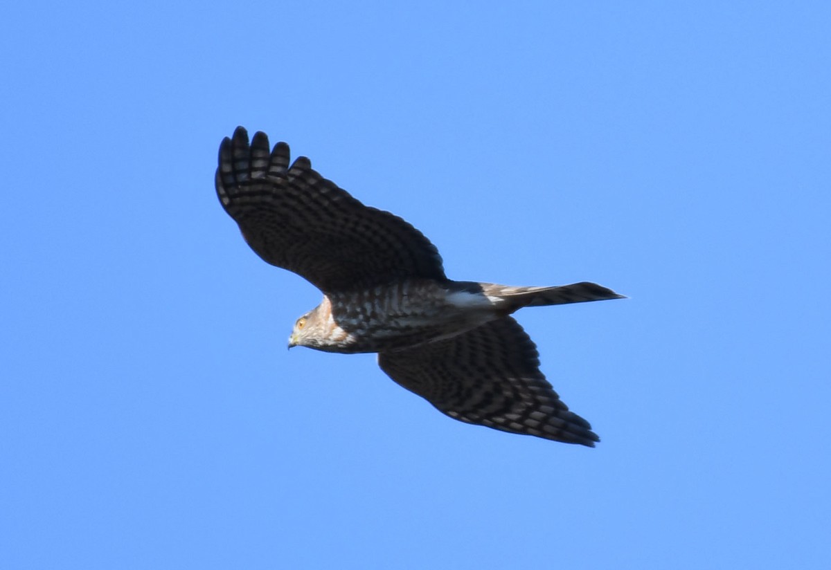 Sharp-shinned Hawk - ML199413841