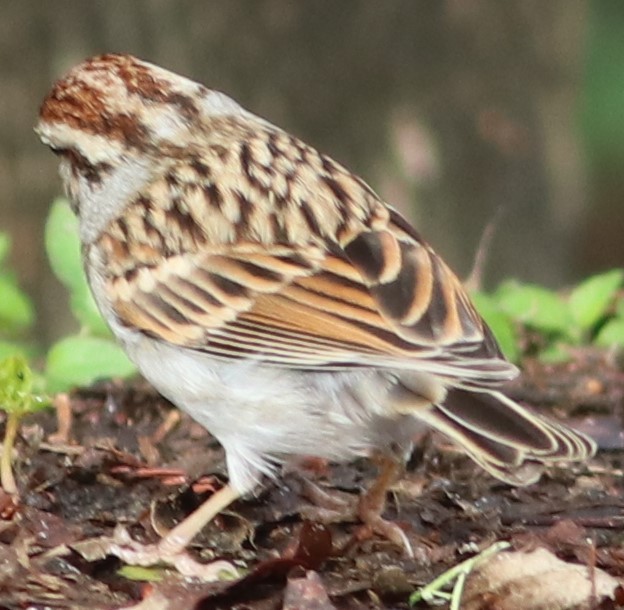 Chipping Sparrow - ML199414581