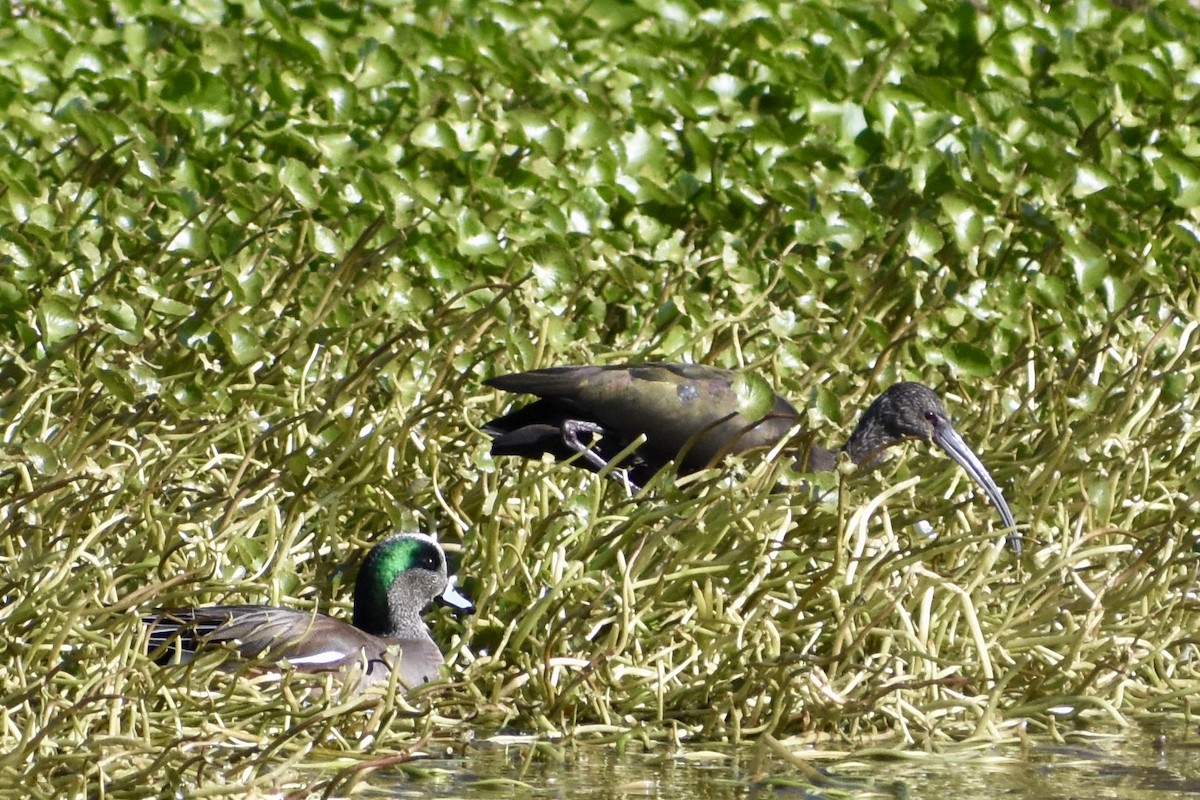 White-faced Ibis - ML199414751