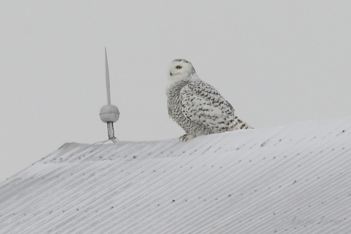 Snowy Owl - Lucien Lemay