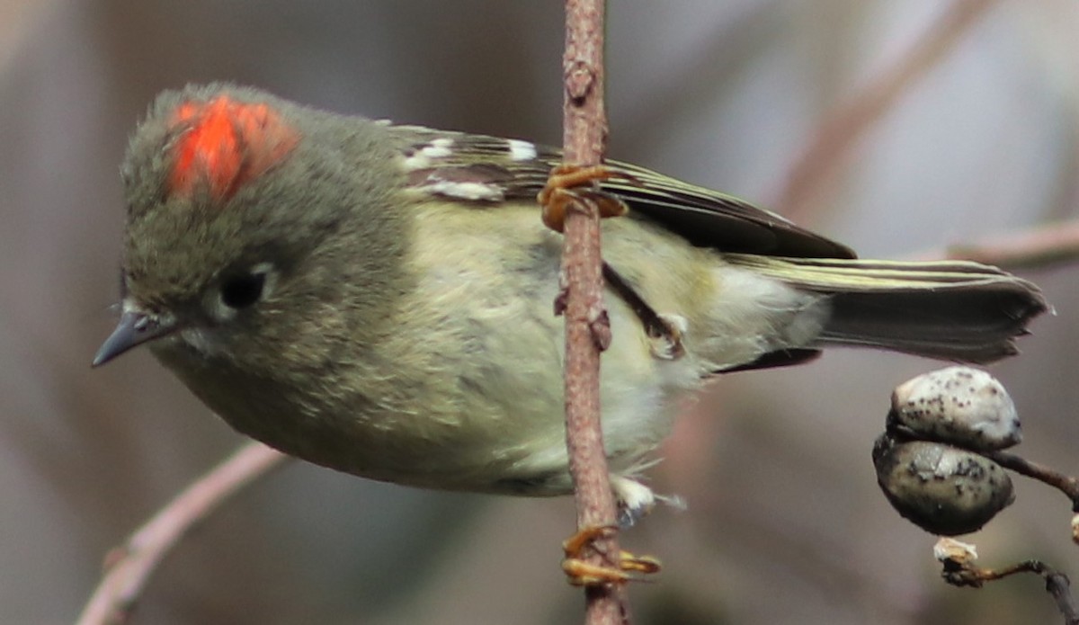 Ruby-crowned Kinglet - ML199415491