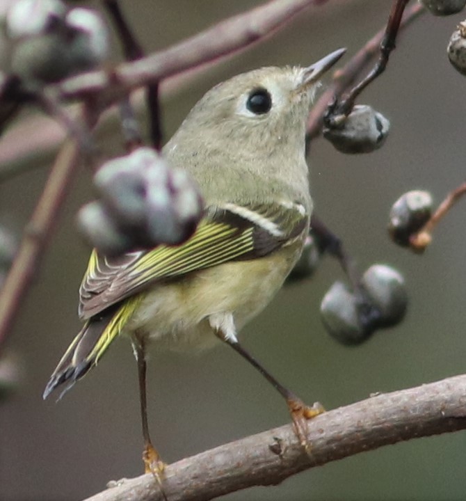 Ruby-crowned Kinglet - Marcelle Praetorius