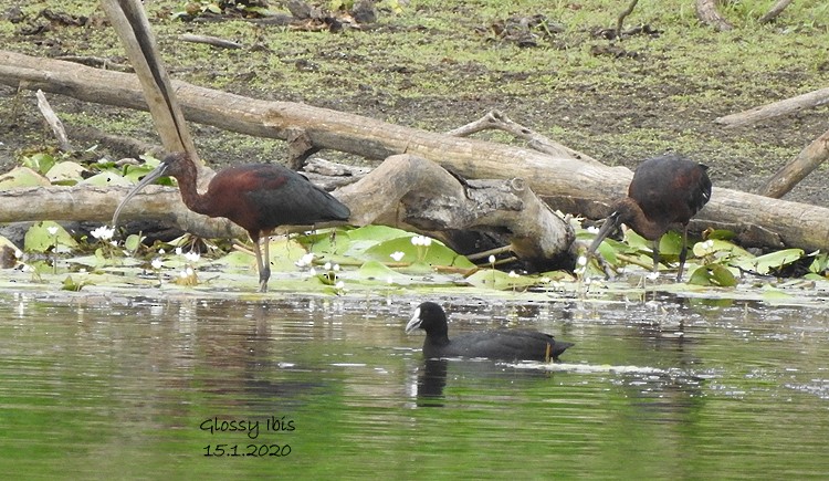 Glossy Ibis - Marie Tarrant