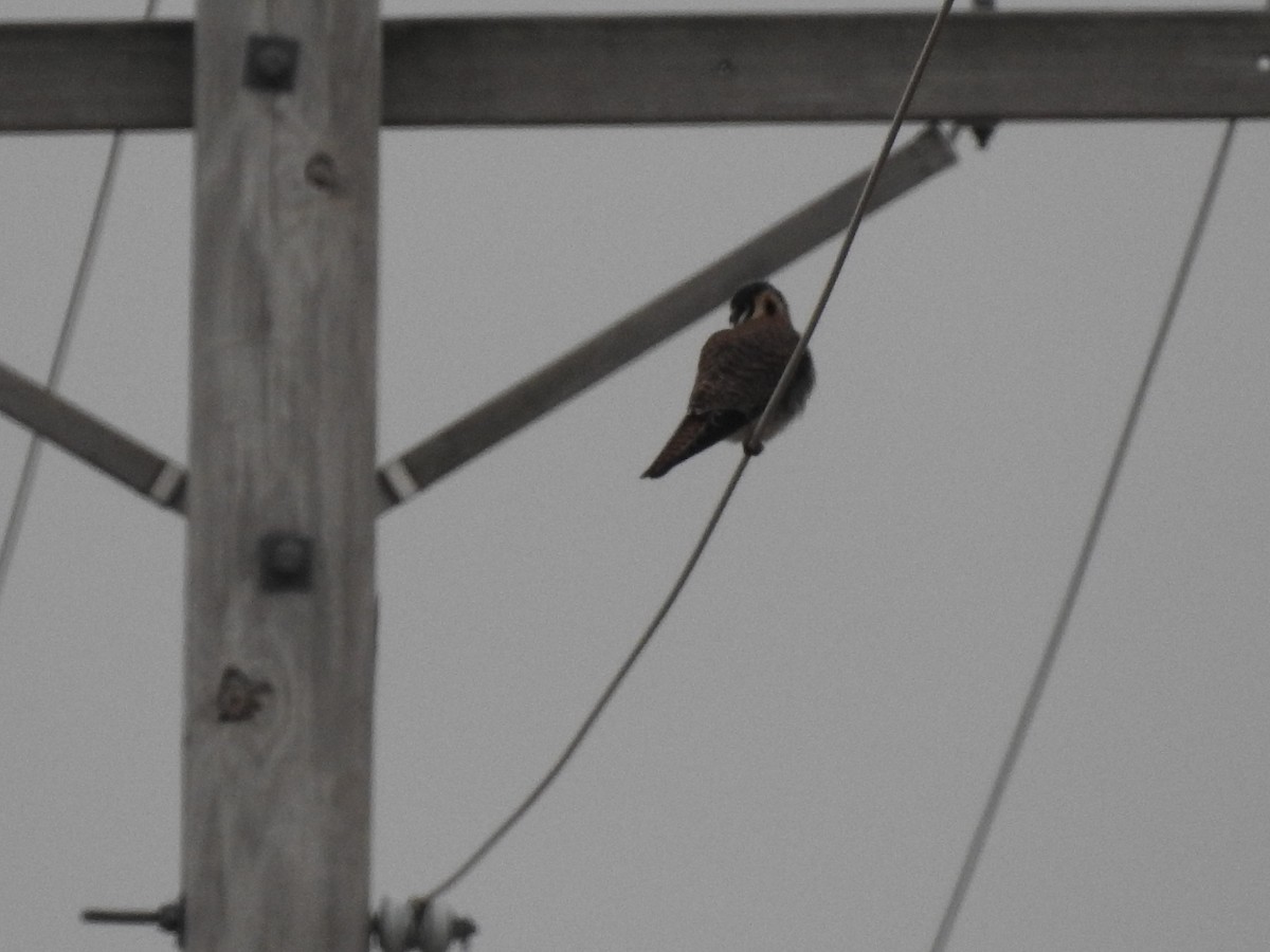 American Kestrel - ML199416841