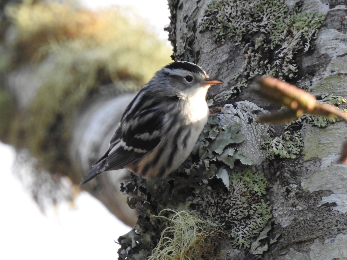 Black-and-white Warbler - ML199417231