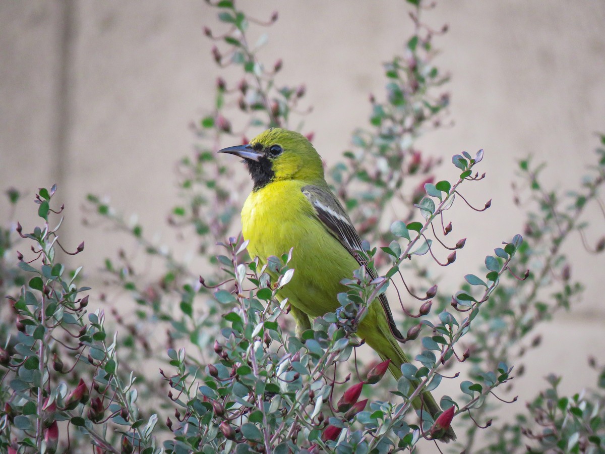 Oriole masqué - ML199417861