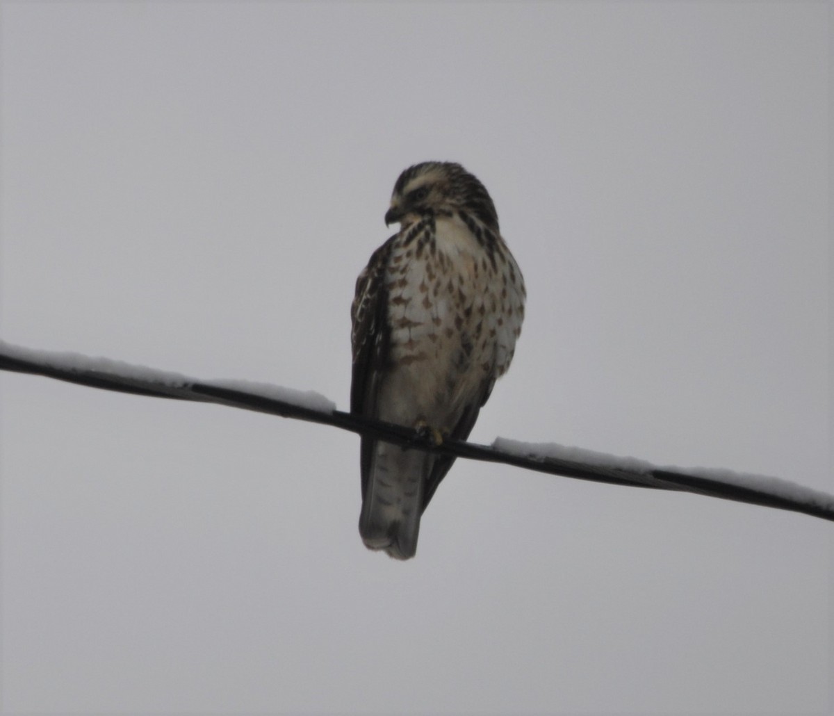 Broad-winged Hawk - ML199420441