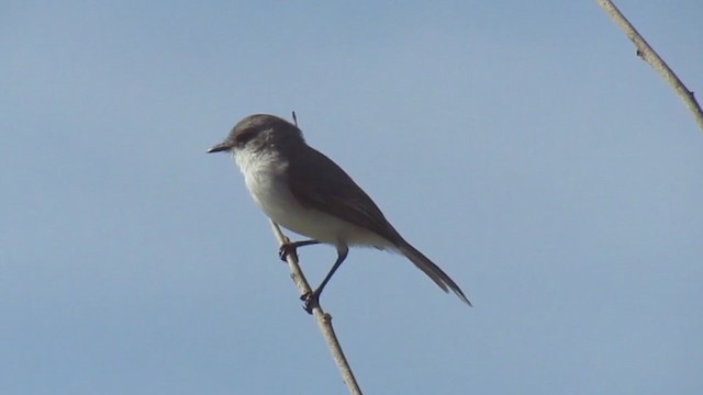 Tyranneau des rivières - ML199421631