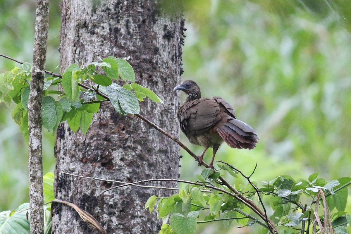 Speckled Chachalaca (Speckled) - ML199421661