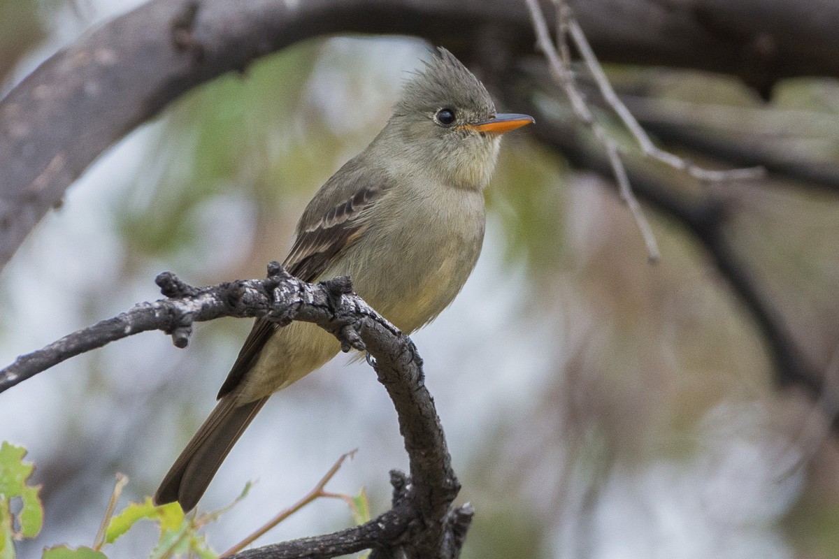 Greater Pewee - ML199421971