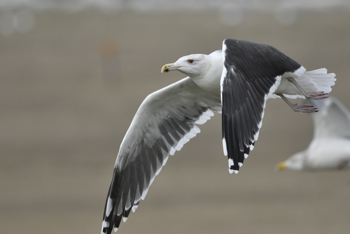 Great Black-backed Gull - Jonathan Irons