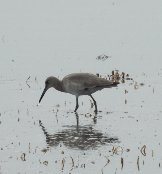 Willet - ML199424461