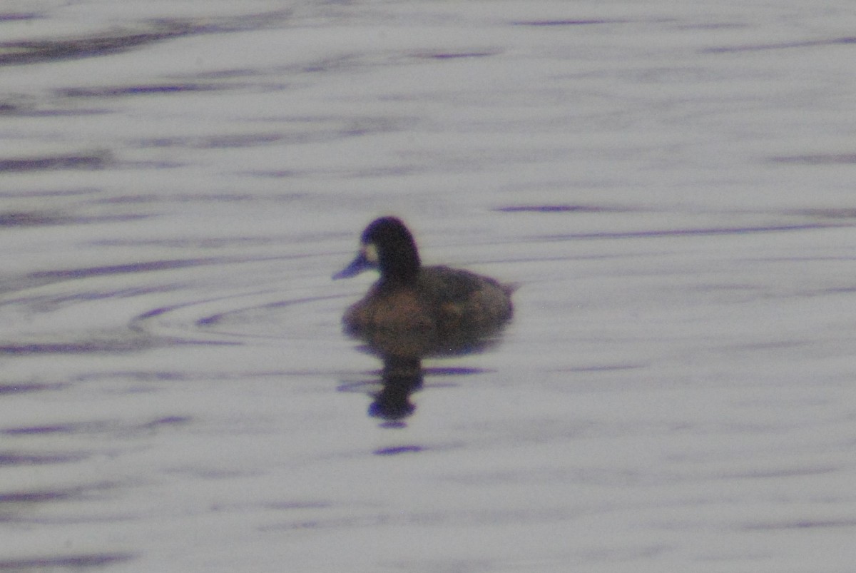 Lesser Scaup - ML199425611