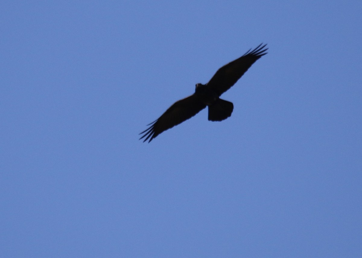 Common Raven - ML199427391