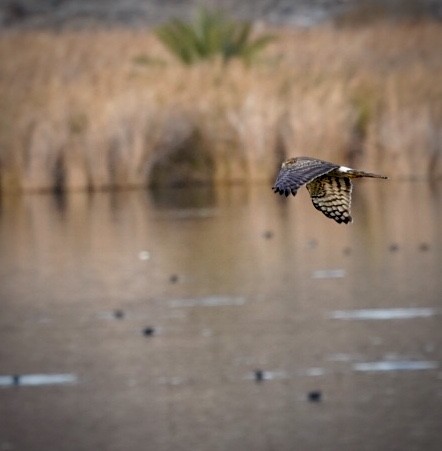 Northern Harrier - Cathy Cook