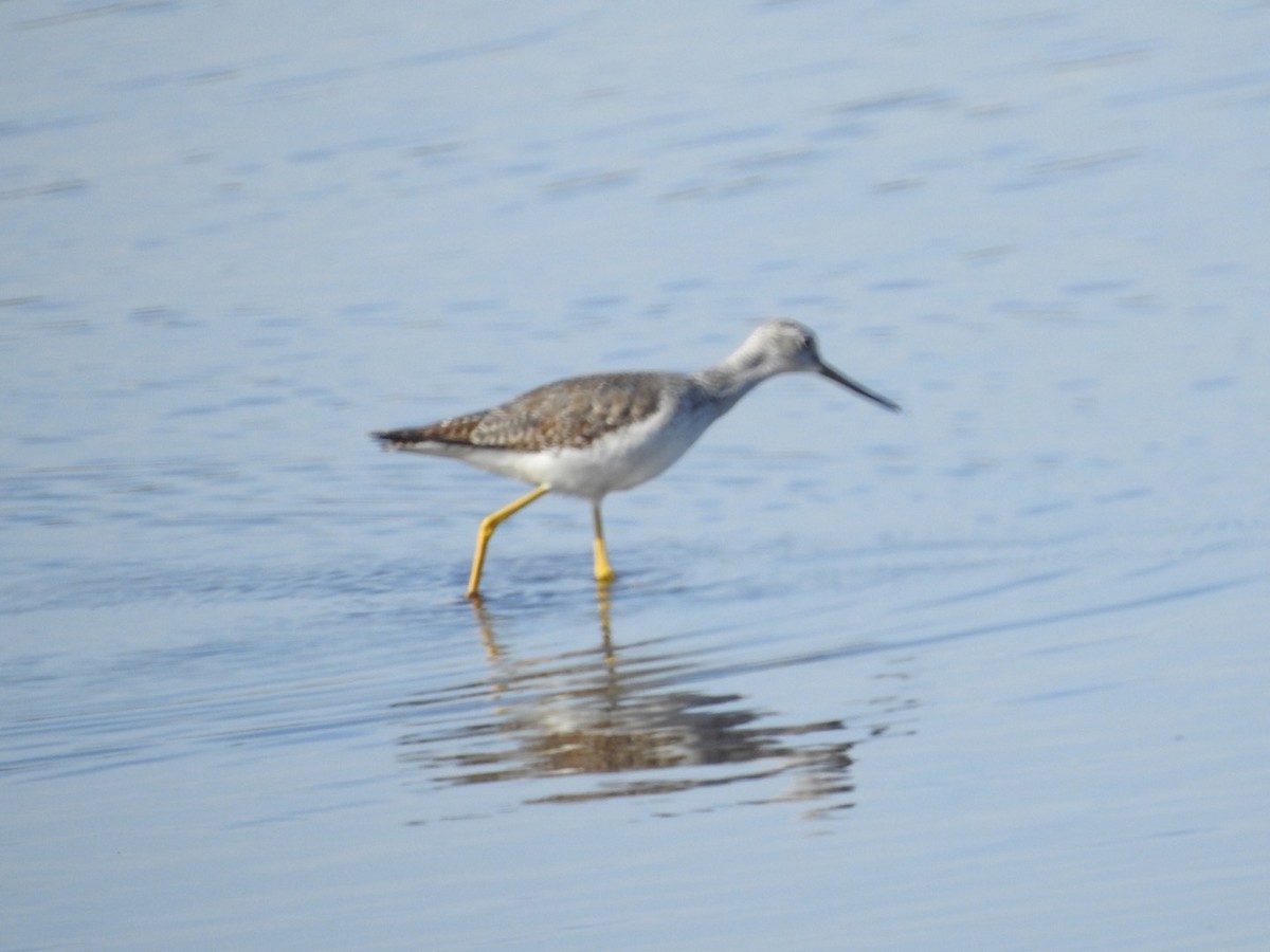 Greater Yellowlegs - Michael Dolfay