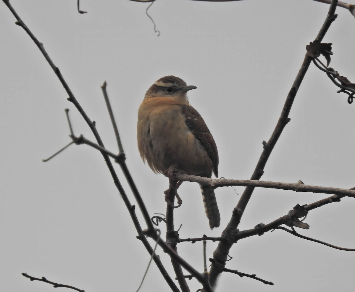 Carolina Wren - ML199428991