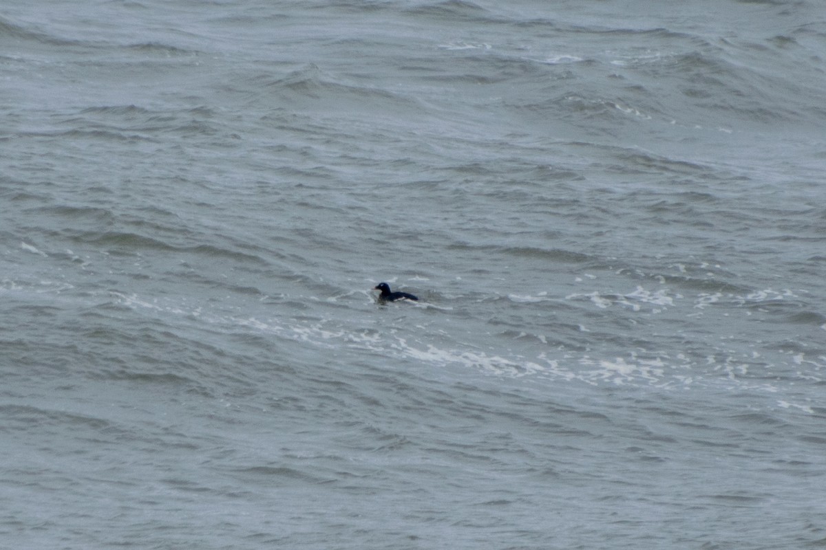 White-winged Scoter - ML199429151