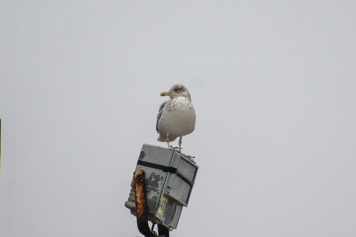 Herring Gull - Andrew Lydeard