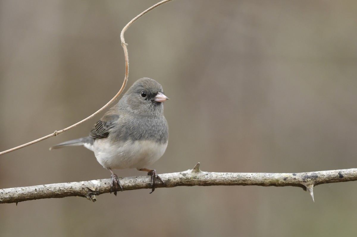 Dark-eyed Junco (Slate-colored) - ML199431521