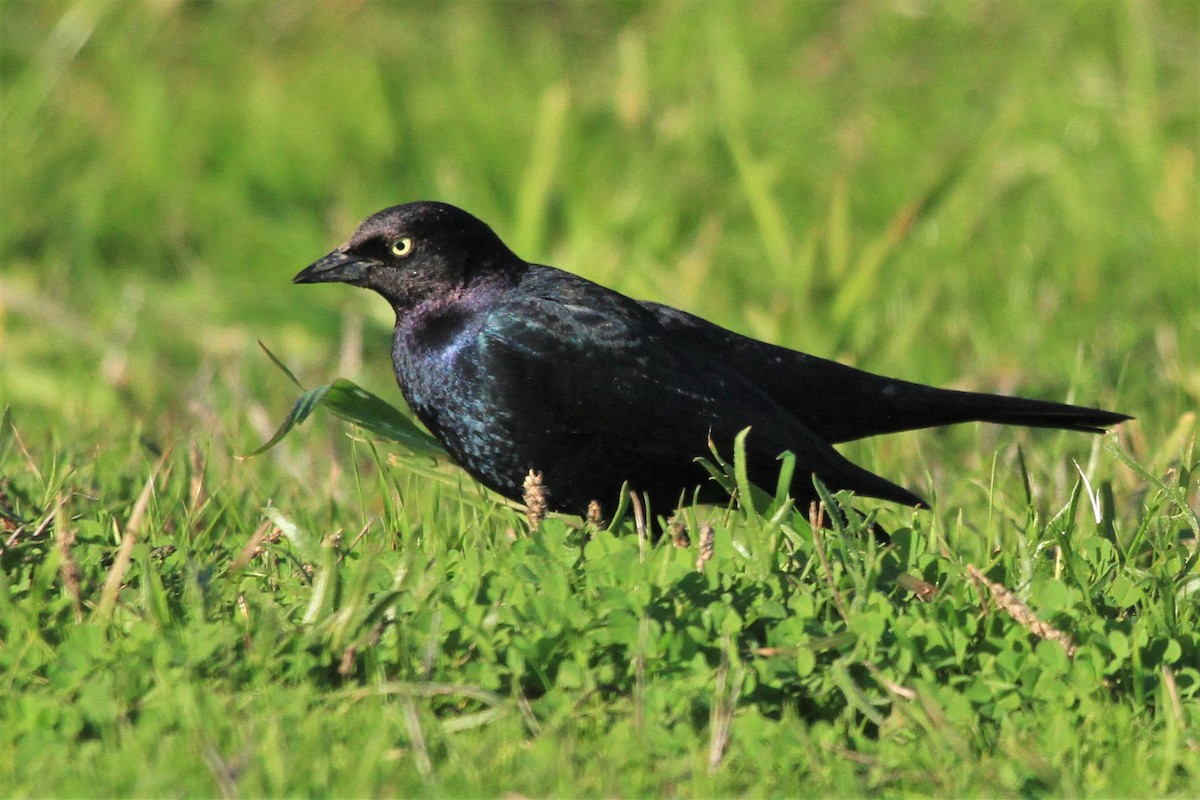 Brewer's Blackbird - ML199435371