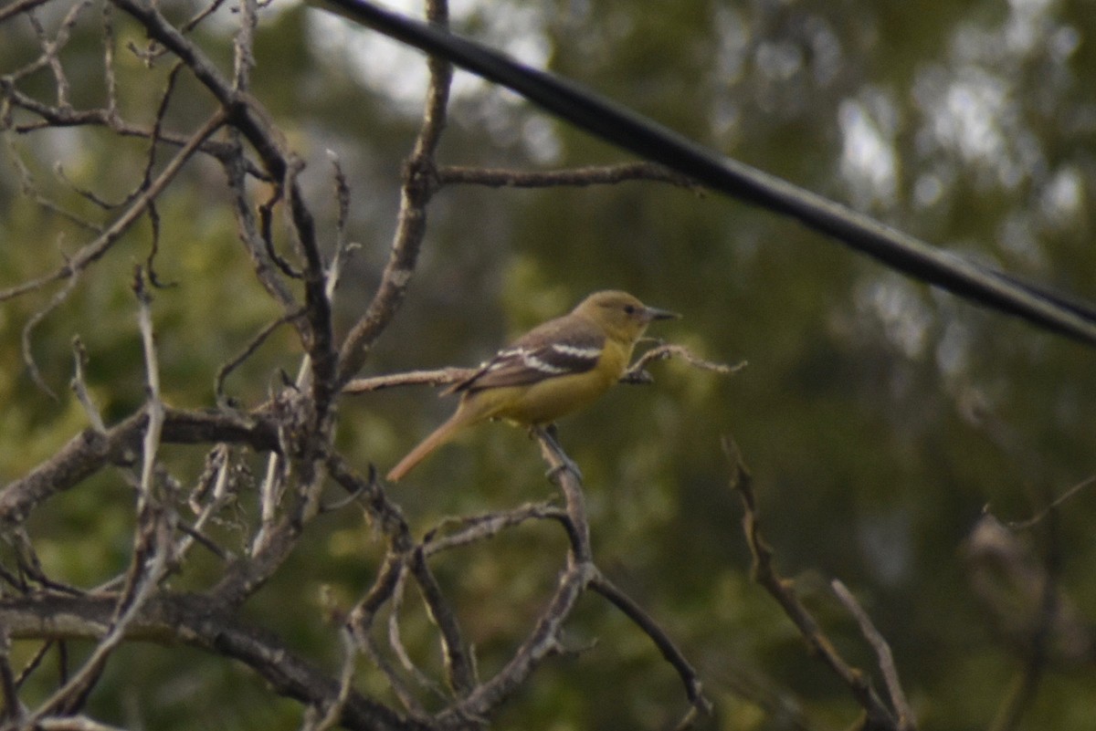 Scott's Oriole - ML199435721