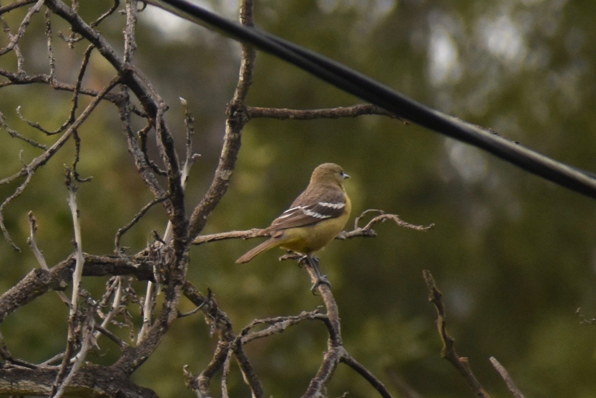 Oriole jaune-verdâtre - ML199435731