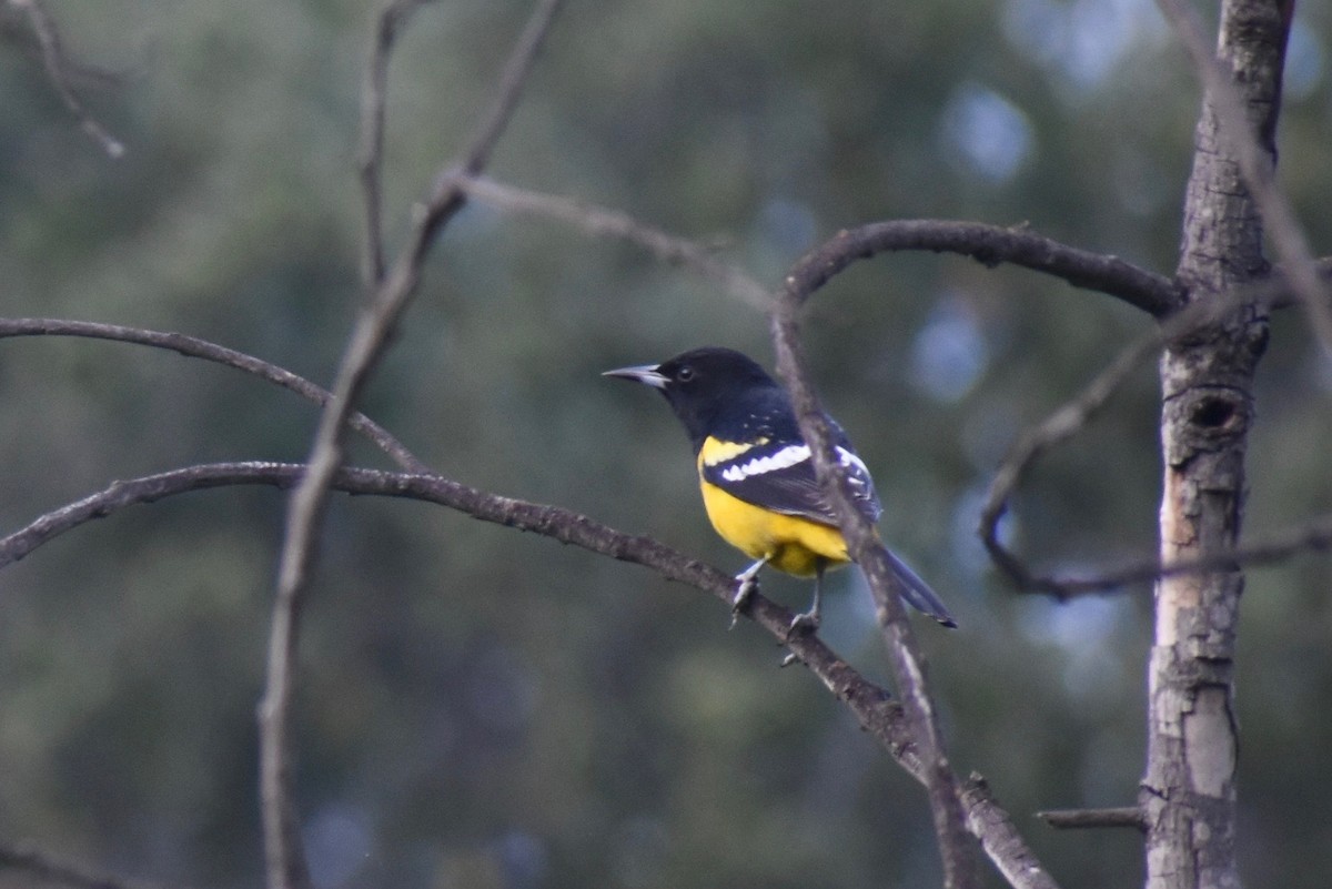 Oriole jaune-verdâtre - ML199435741