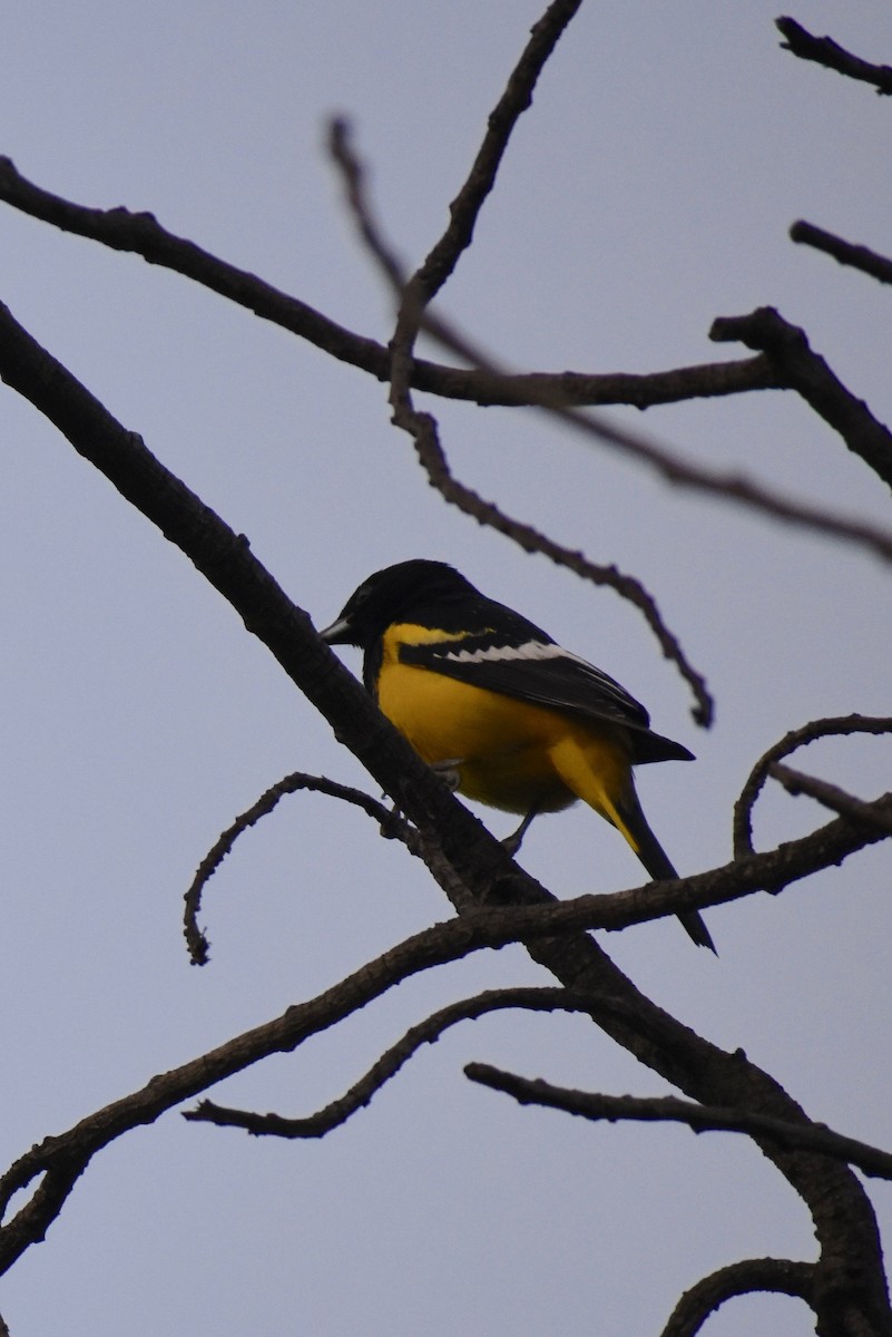 Oriole jaune-verdâtre - ML199435761