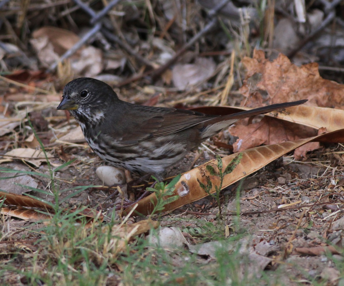 Fox Sparrow - ML199436701