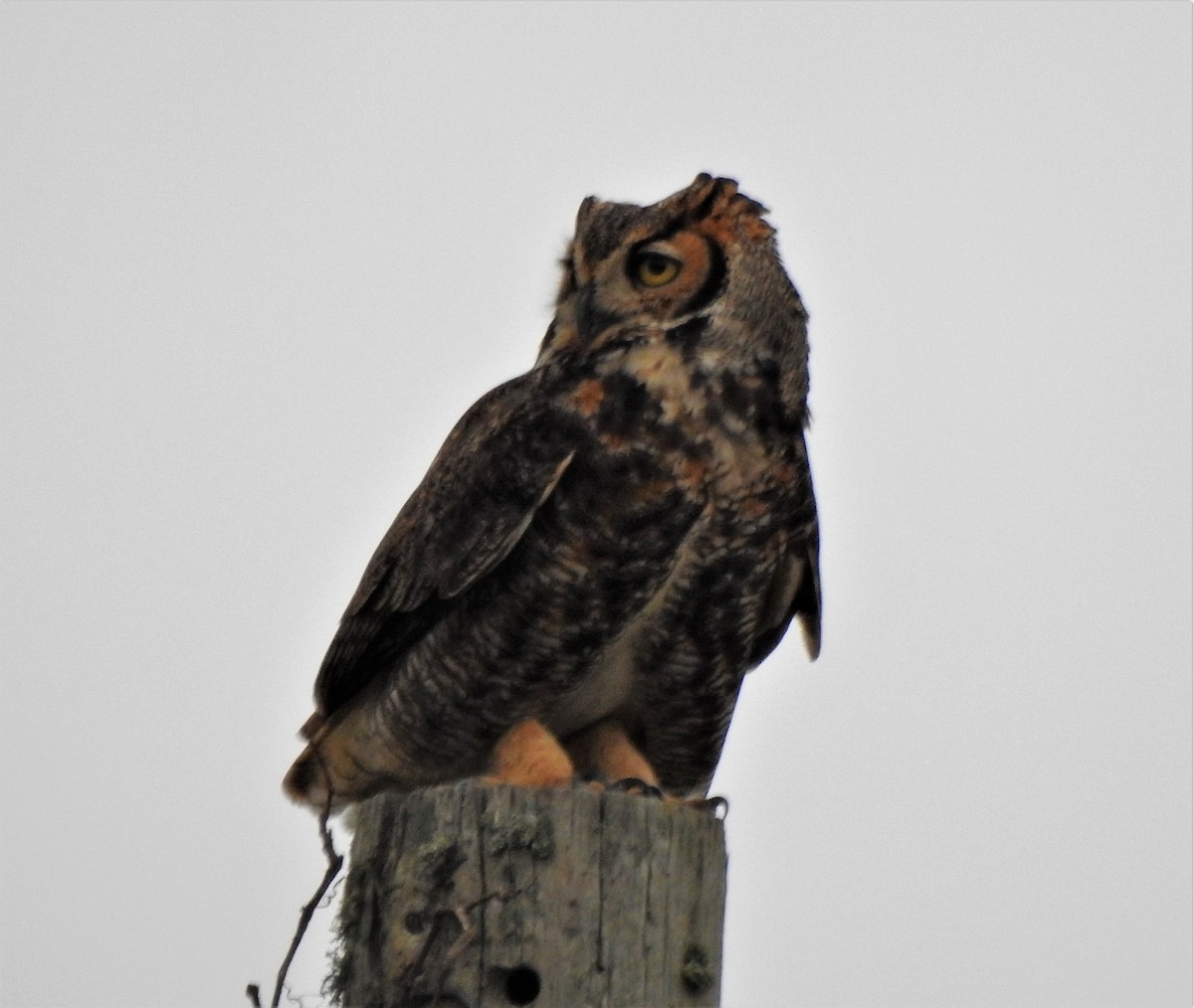 Great Horned Owl - ML199437101
