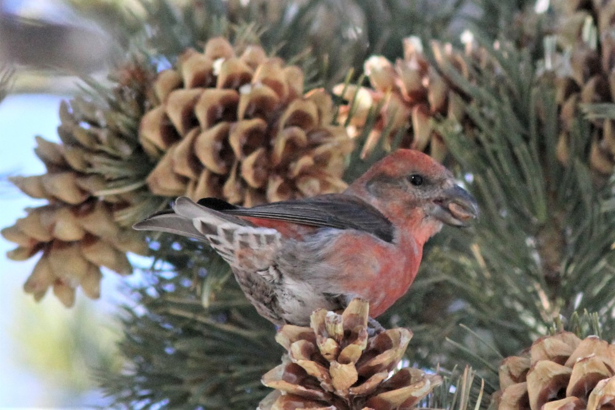 Red Crossbill - ML199438231