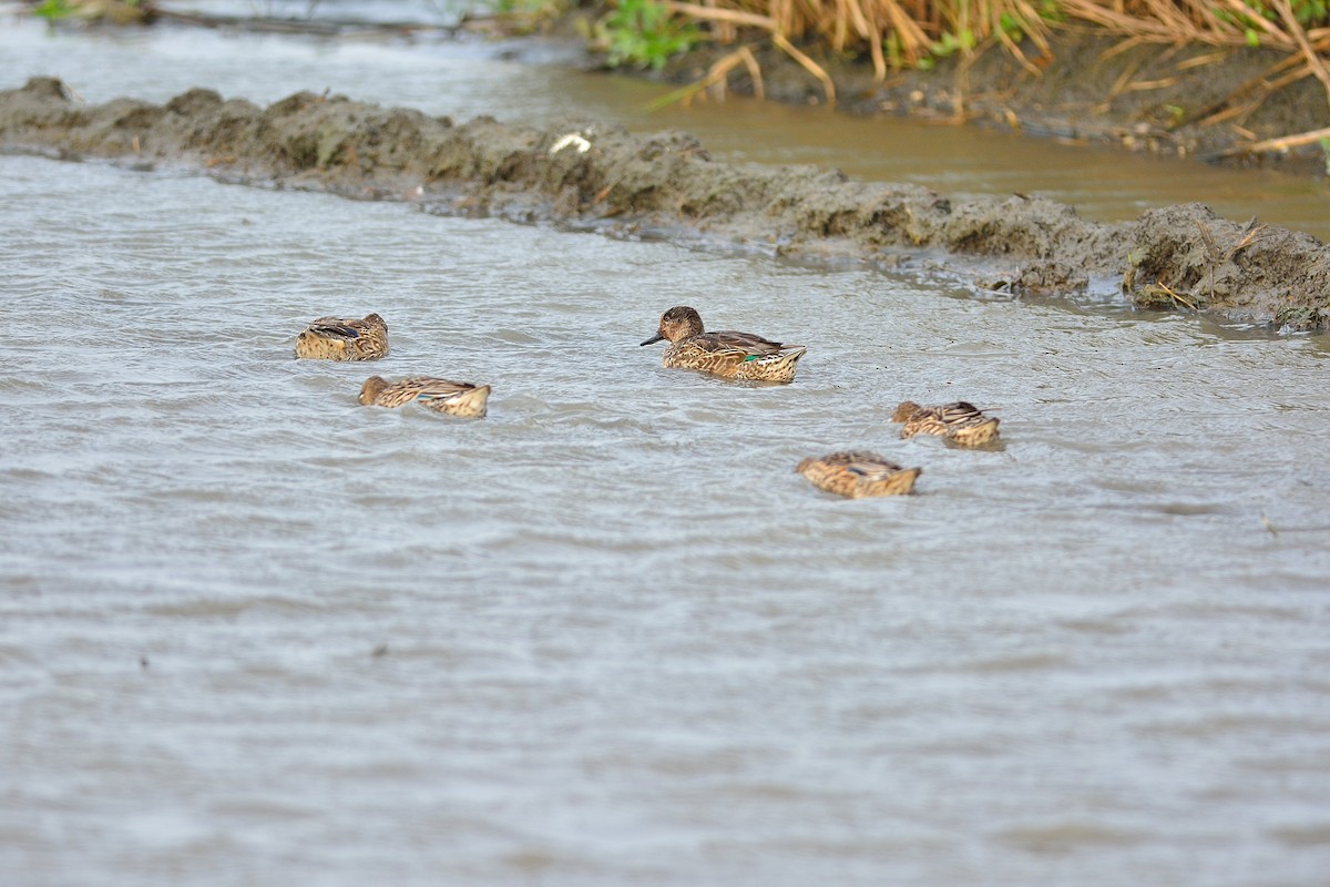 Green-winged Teal - ML199438611