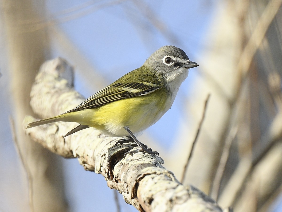 Blue-headed Vireo - Dan Brown