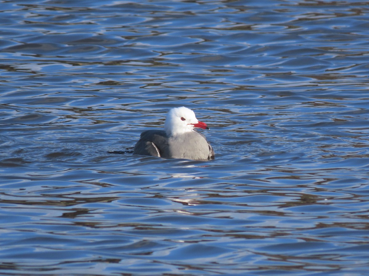 Heermann's Gull - ML199440481