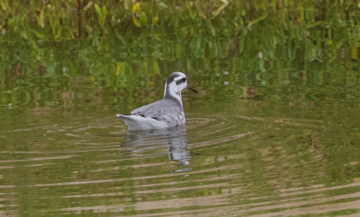 Phalarope à bec large - ML199441631