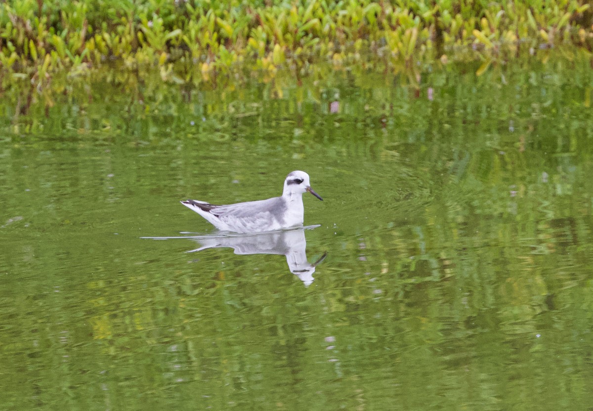 Red Phalarope - Iris Kilpatrick