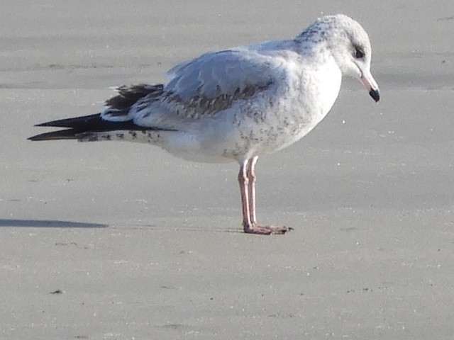 Ring-billed Gull - William Twomey