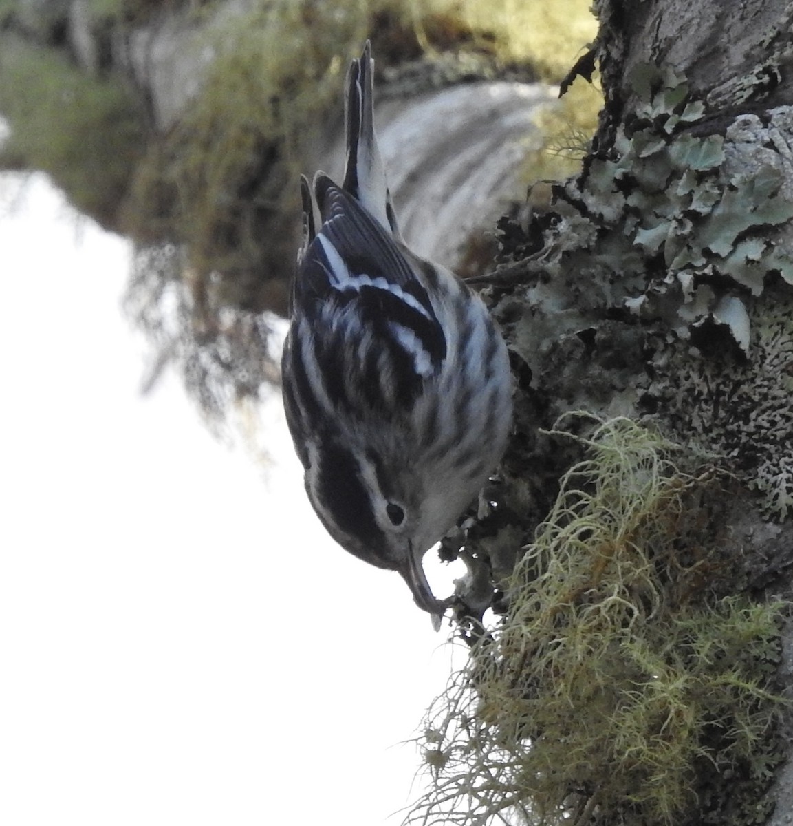 Black-and-white Warbler - ML199443331