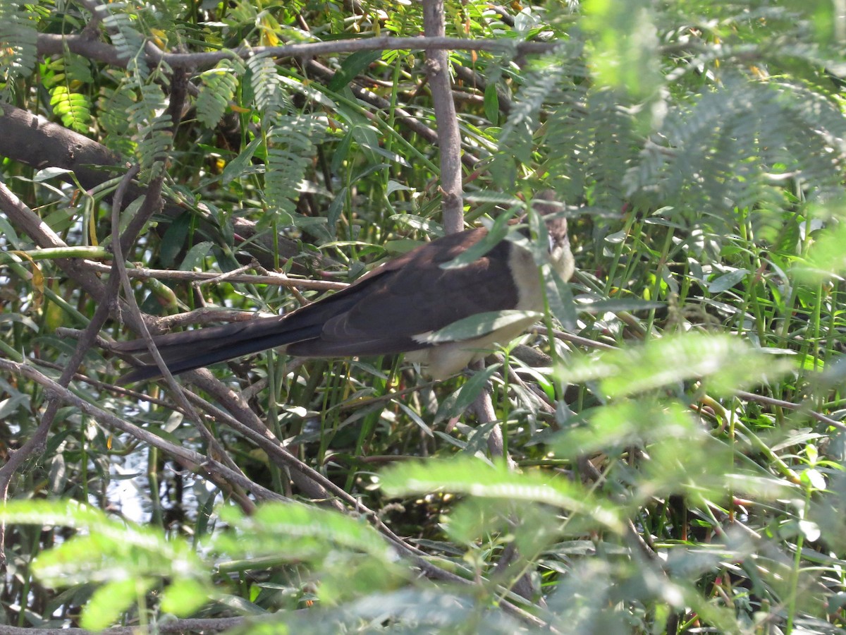 Pied Cuckoo - ML199444371