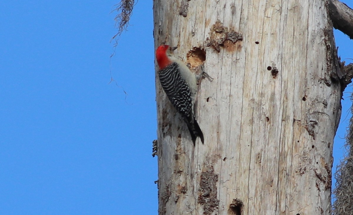 Red-bellied Woodpecker - ML199444621