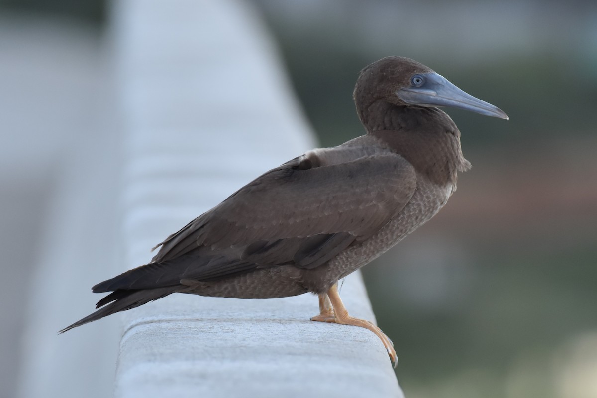 Brown Booby - ML199445941