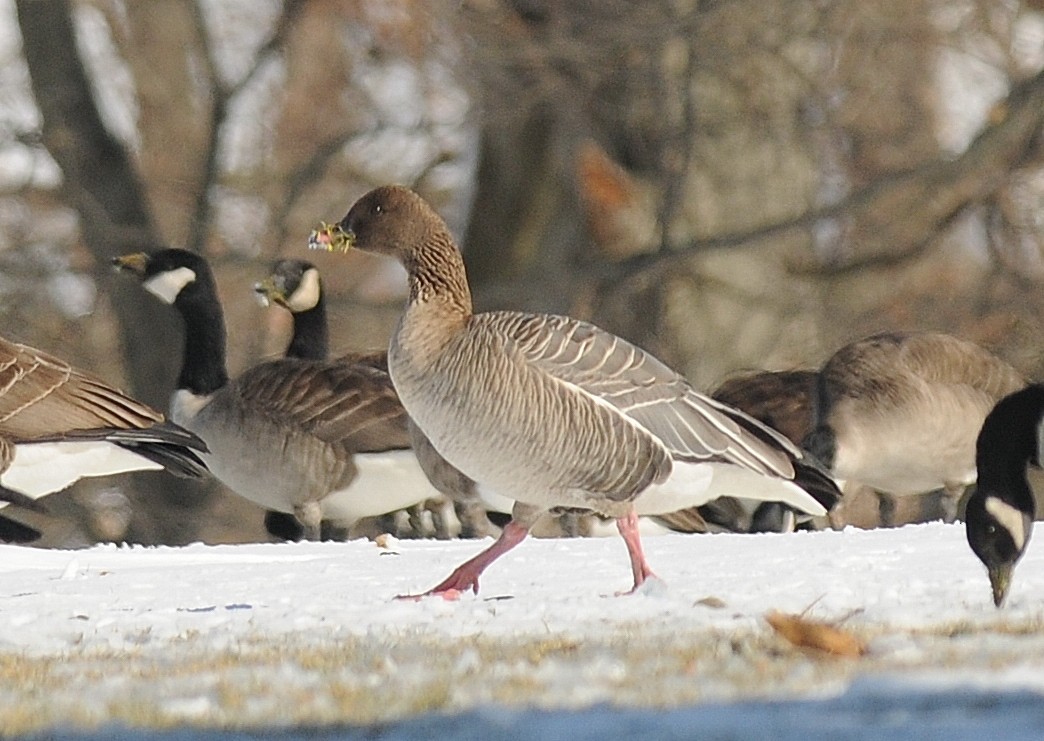 Pink-footed Goose - ML199446461
