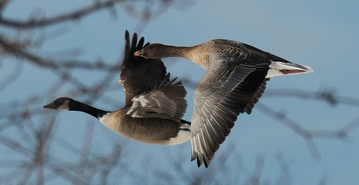 Pink-footed Goose - ML199446471
